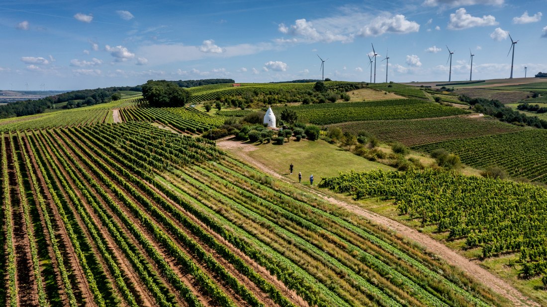 Flonheimer Rotenpfad, © Rheinhessenwein e.V./Torsten Silz Flonheimer Rotenpfad, © Rheinhessenwein e.V./Torsten Silz