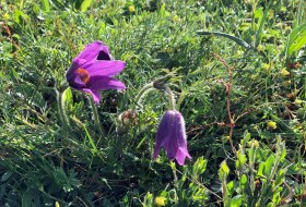 Küchenschelle Küchenschelle