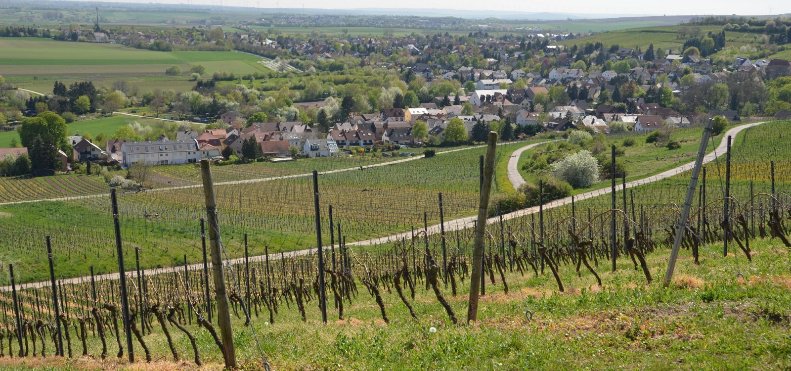 Blick auf Gau-Bischofsheim Blick auf Gau-Bischofsheim