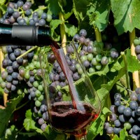 wingert_wein_1 wingert_wein_1
