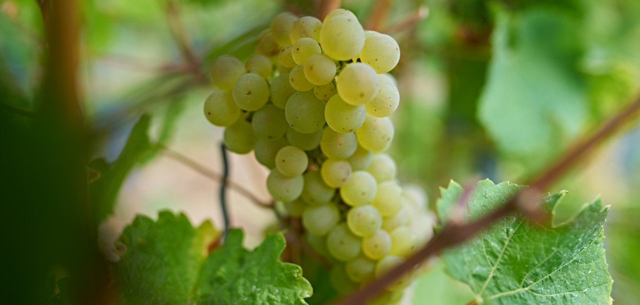 Weingut Hill_Trauben, © Weingut Friedhelm Hill Weingut Hill_Trauben, © Weingut Friedhelm Hill