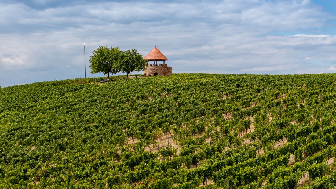 Spiesheimer Osterberg-068 Kopie, © Torsten Silz Spiesheimer Osterberg-068 Kopie, © Torsten Silz