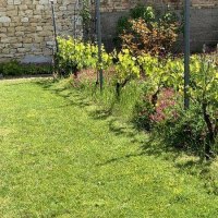 Weingarten Weingarten