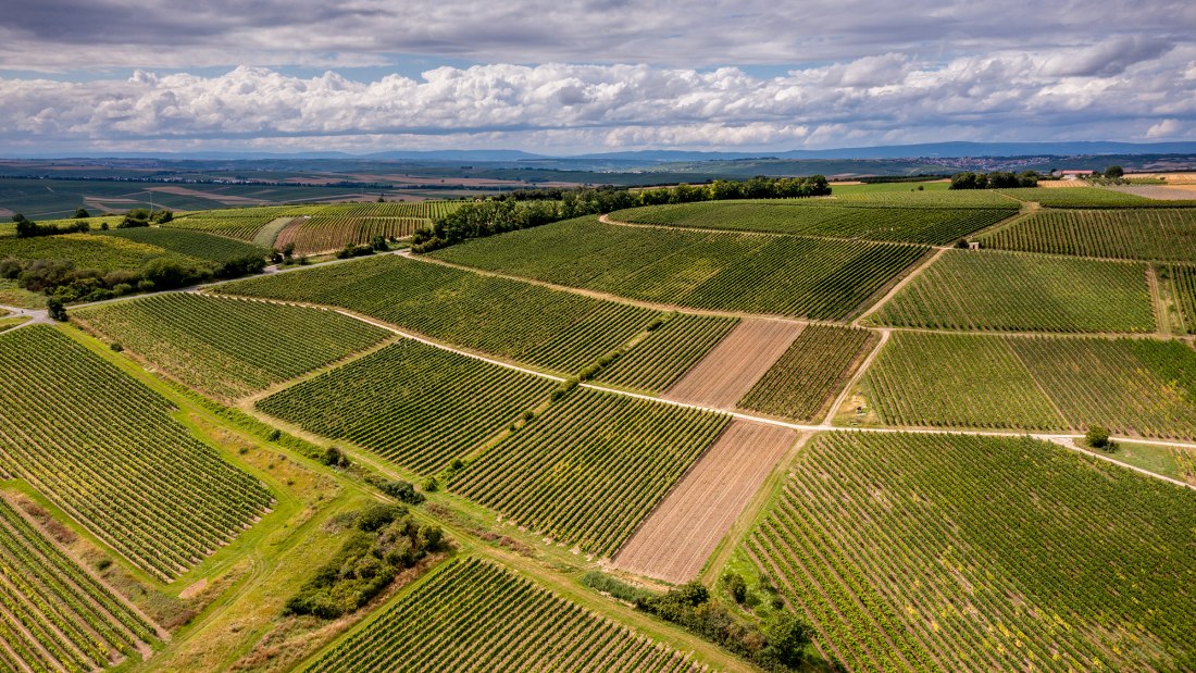 Zornheimer Guldenmorgen Zornheimer Guldenmorgen