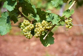 Riesling1 Riesling1
