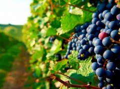 Dornfelder vine Dornfelder vine