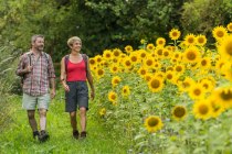 Hiking trail beside sunflowers, © Dominik Ketz Hiking trail beside sunflowers, © Dominik Ketz