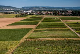 Grolsheimer Ölberg Grolsheimer Ölberg