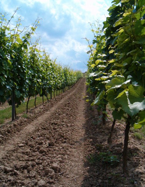 image-late-high, © Weingut Thomas-Rüb image-late-high, © Weingut Thomas-Rüb