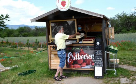 Ran an die Erdbeeren – mit dem Körbchen ins Erdbeerfeld Ran an die Erdbeeren – mit dem Körbchen ins Erdbeerfeld