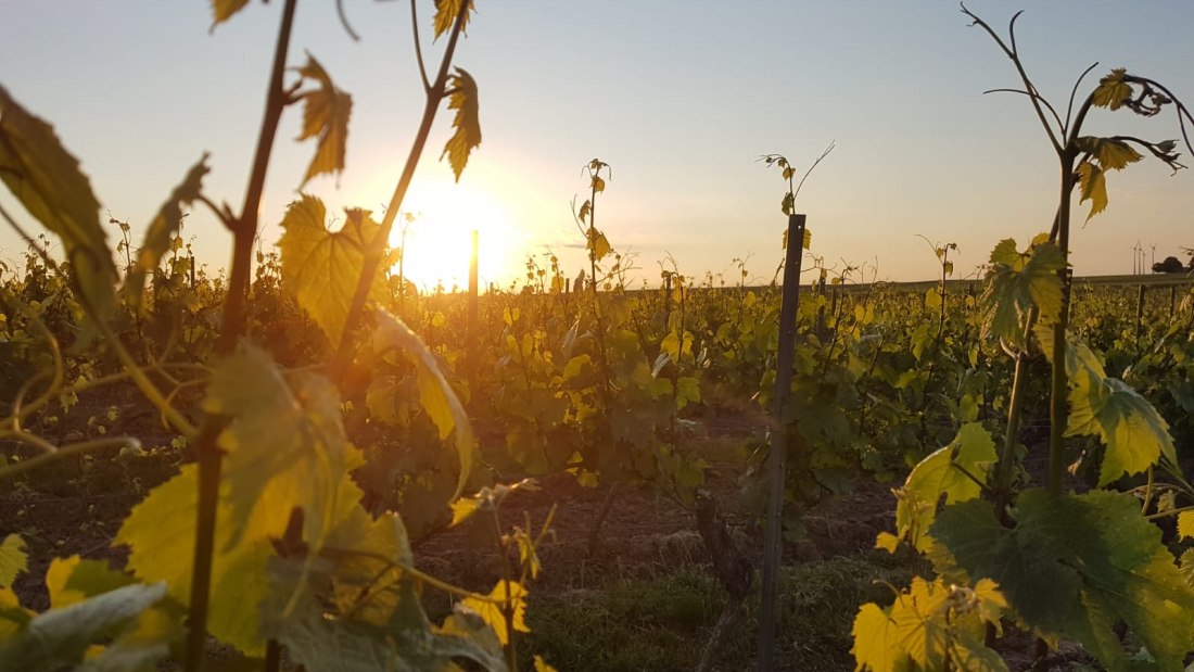 Weingut Johann P. Beyer_Landschaft, © Weingut Johann P. Beyer Weingut Johann P. Beyer_Landschaft, © Weingut Johann P. Beyer