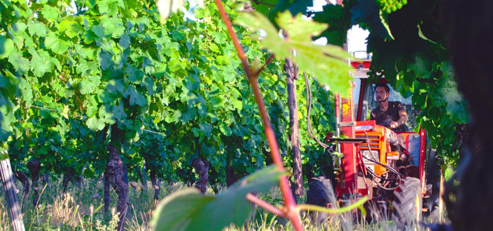 Weingut Schuhmacher_Weinrebe, © Weingut Schuhmacher Weingut Schuhmacher_Weinrebe, © Weingut Schuhmacher