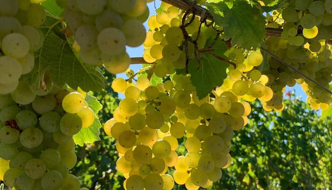 Weingut Schuhmacher_Trauben, © Weingut Schuhmacher Weingut Schuhmacher_Trauben, © Weingut Schuhmacher