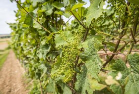 Weinberge im Sommer © Foto http://achimmeurer.com Weinberge im Sommer © Foto http://achimmeurer.com