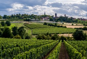 Ober-Flörsheimer Blücherpfad Ober-Flörsheimer Blücherpfad