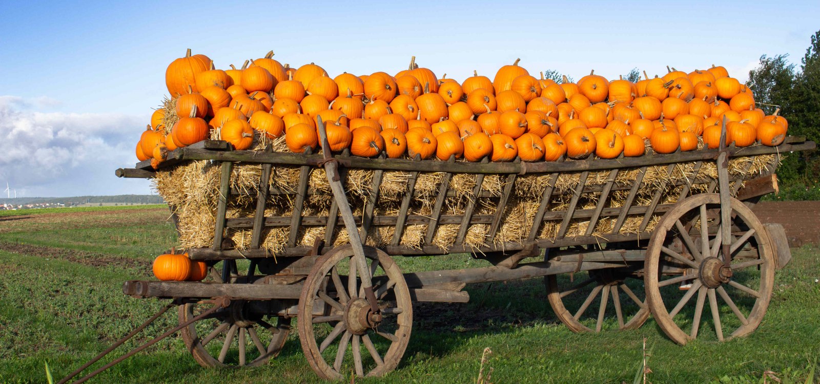 Kürbis auf dem Erntewagen, © Katja Zentel Kürbis auf dem Erntewagen, © Katja Zentel