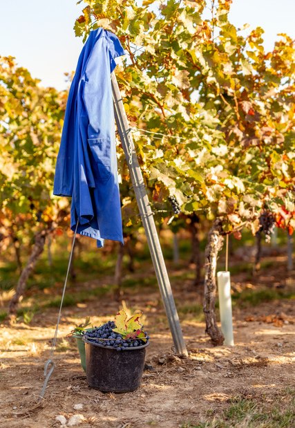 Weingut Eckert_Reben, © Weingut Eckert Weingut Eckert_Reben, © Weingut Eckert