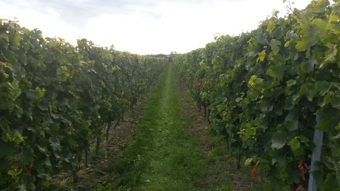 weingut_klein_mainz_hechtsheim_02_1, © Weingut Klein weingut_klein_mainz_hechtsheim_02_1, © Weingut Klein