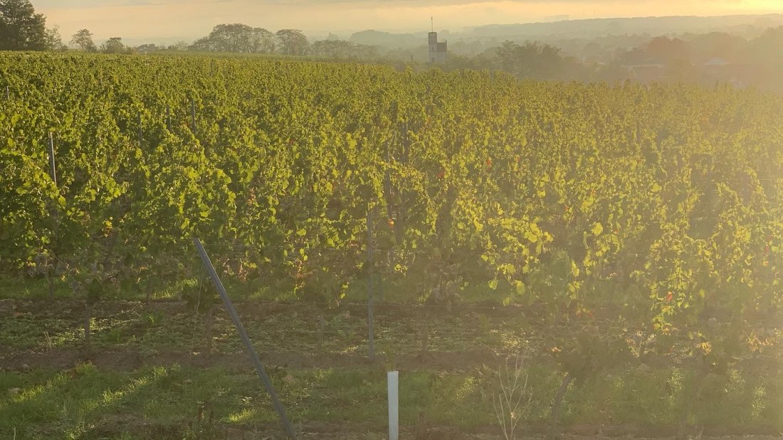 Weingut Steinmühle_Weinberge, © Weingut Steinmühle Weingut Steinmühle_Weinberge, © Weingut Steinmühle