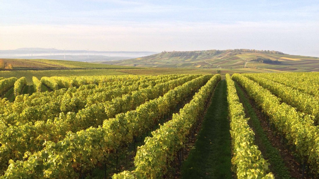 Weingut Kathrinenhof_Weinreben, © Weingut Kathrinenhof Weingut Kathrinenhof_Weinreben, © Weingut Kathrinenhof