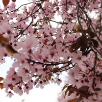 Kirschblüten2017 Kirschblüten2017