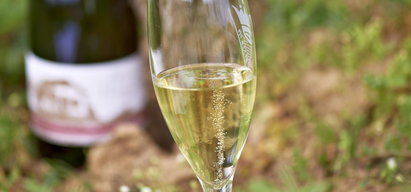 Sekt Sekt