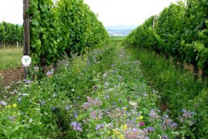 Weingut Brühler Hof_Begruenung, © Weingut Brühler Hof Weingut Brühler Hof_Begruenung, © Weingut Brühler Hof