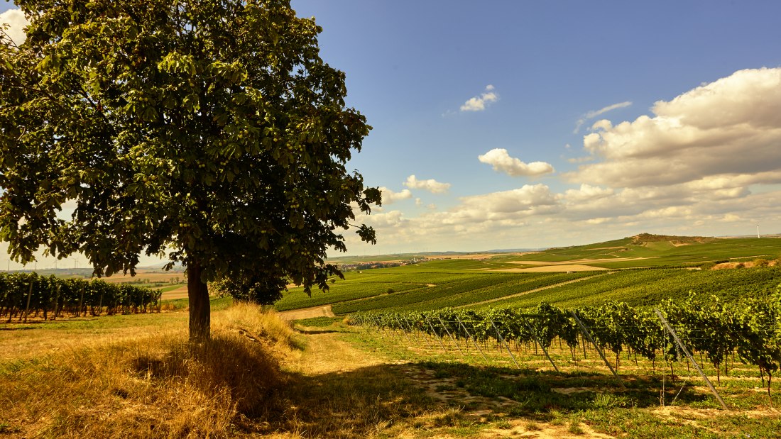 Weingut Johanneshof_Weinberge, © Weingut Johanneshof Weingut Johanneshof_Weinberge, © Weingut Johanneshof