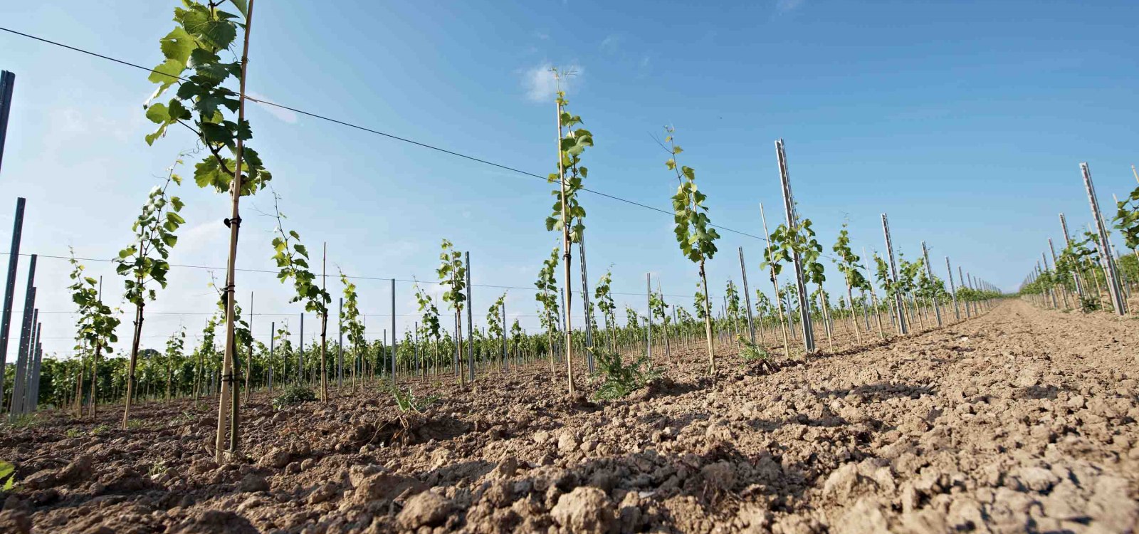 New breeds, rod New breeds, rod