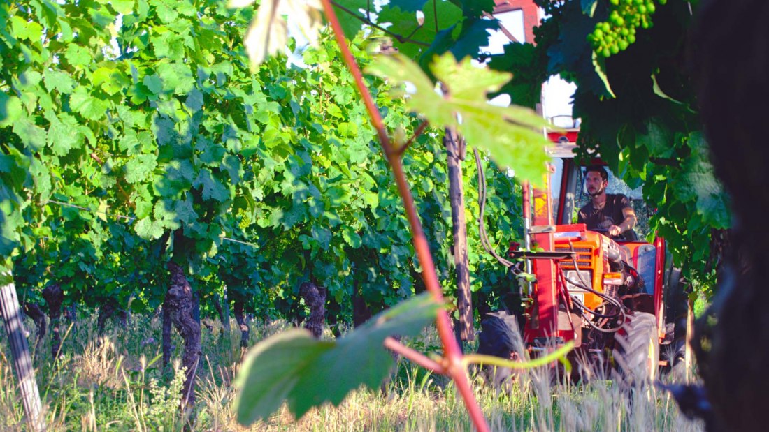 Weingut Schuhmacher_Weinrebe, © Weingut Schuhmacher Weingut Schuhmacher_Weinrebe, © Weingut Schuhmacher