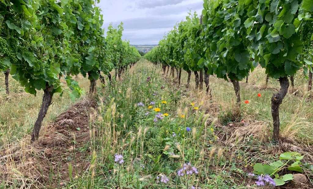 Weingut Schuhmacher_Weinrebe 4, © Weingut Schuhmacher Weingut Schuhmacher_Weinrebe 4, © Weingut Schuhmacher