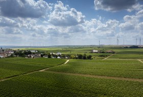 Gundheimer Hungerbiene © Rheinhessenwein e.V., Torsten Silz Gundheimer Hungerbiene © Rheinhessenwein e.V., Torsten Silz