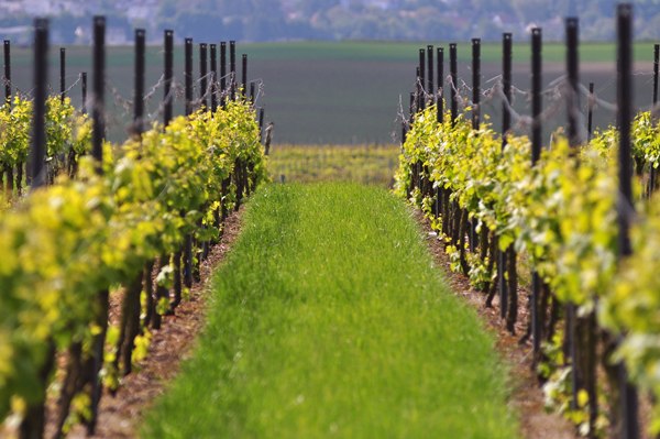 Weingut Boller-Klonek_Reben, © Weingut Boller-Klonek Weingut Boller-Klonek_Reben, © Weingut Boller-Klonek