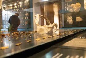 museumstipps-mainz-naturhistorischesmuseum-2 museumstipps-mainz-naturhistorischesmuseum-2