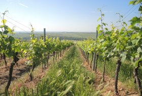 Weingut Mankel_Weinreben © Weingut Mankel Weingut Mankel_Weinreben © Weingut Mankel