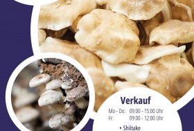 Pilzzucht 1 © Evang. Diakoniewerk Zoar Pilzzucht 1 © Evang. Diakoniewerk Zoar