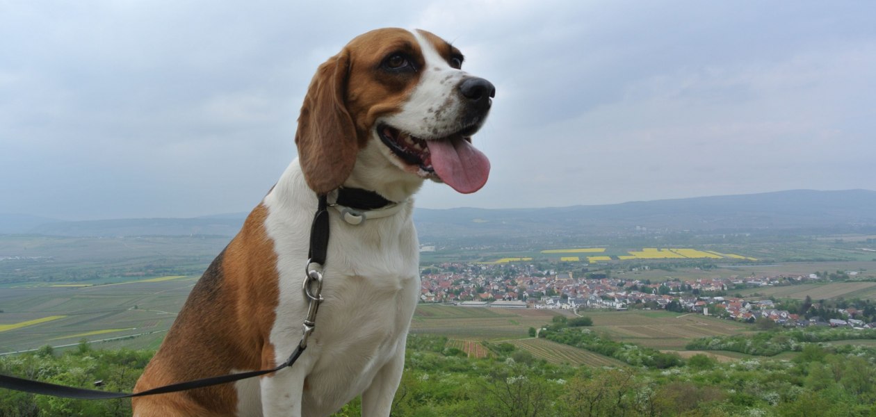 FamilienWeinGut Feser_Hund Luna, © FamilienWeinGut Feser FamilienWeinGut Feser_Hund Luna, © FamilienWeinGut Feser