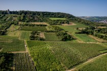 Gau-Algesheimer Steinert Gau-Algesheimer Steinert