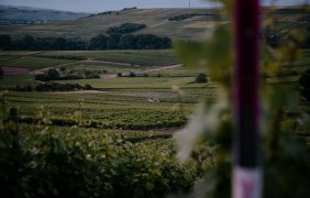 Weingut Finkenauer 03 © Weingut Finkenauer Weingut Finkenauer 03 © Weingut Finkenauer