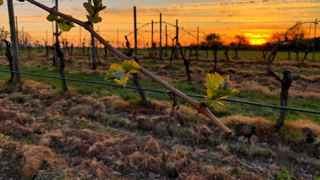 Weingut Schuhmacher_Weinrebe 2, © Weingut Schuhmacher Weingut Schuhmacher_Weinrebe 2, © Weingut Schuhmacher