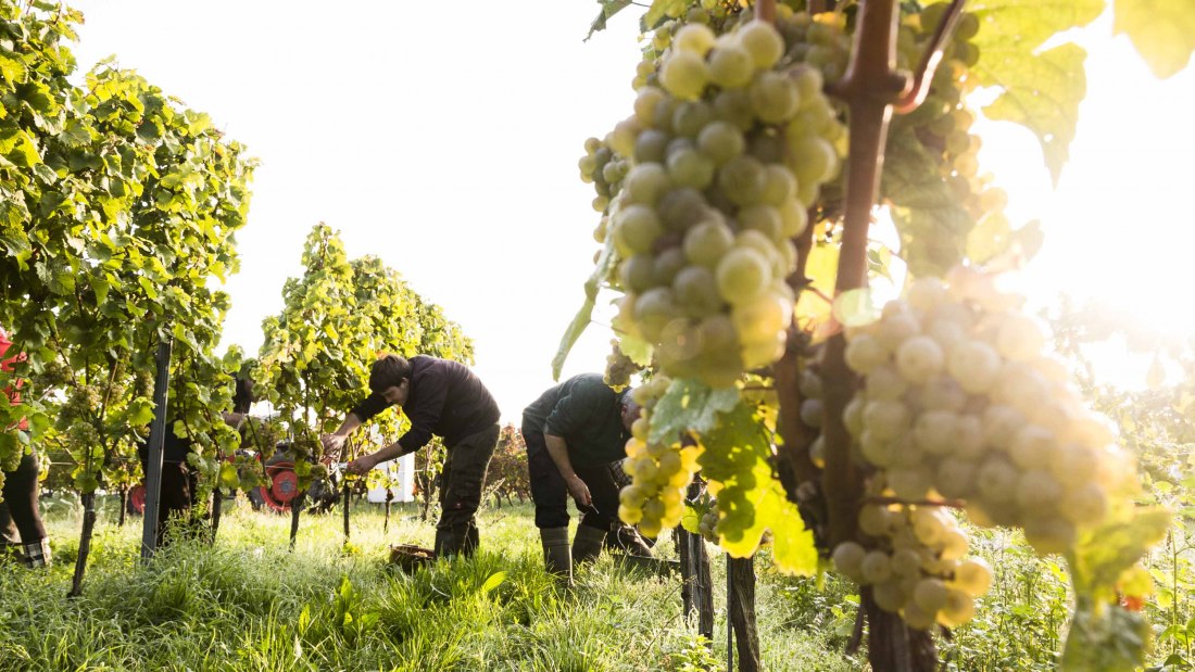 Friday 2, © Weingut Freitag Friday 2, © Weingut Freitag