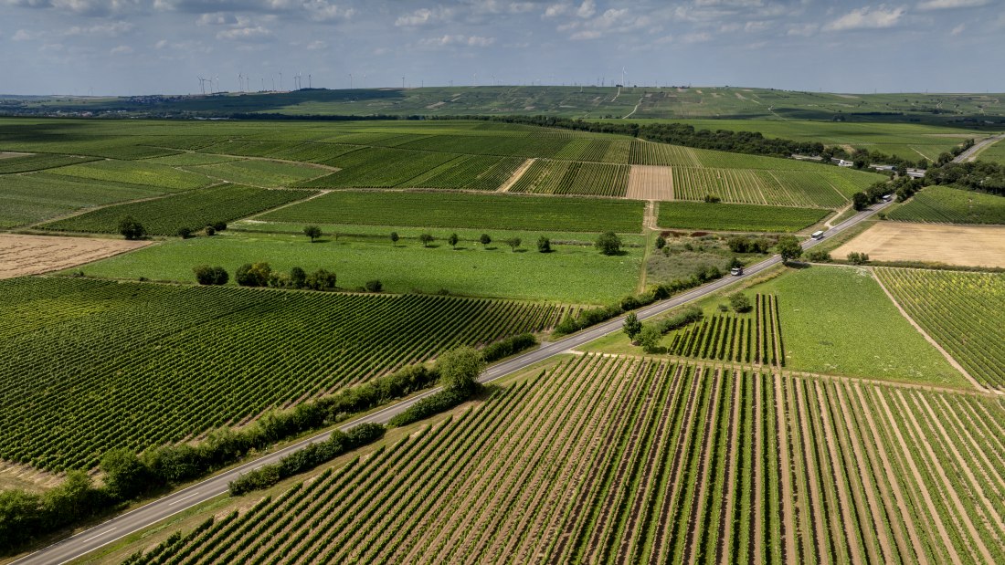 Gundheimer Hungerbiene, © Rheinhessenwein e.V., Torsten Silz Gundheimer Hungerbiene, © Rheinhessenwein e.V., Torsten Silz