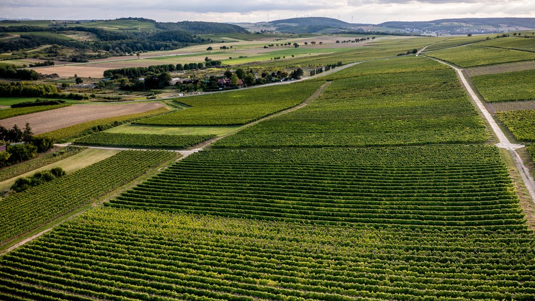 Wöllsteiner Äffchen Wöllsteiner Äffchen