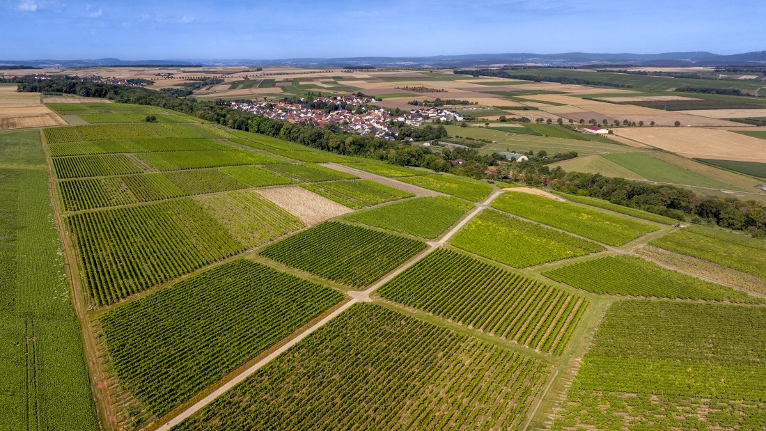Nieder-Hilbersheimer Steinacker-062 Kopie Nieder-Hilbersheimer Steinacker-062 Kopie