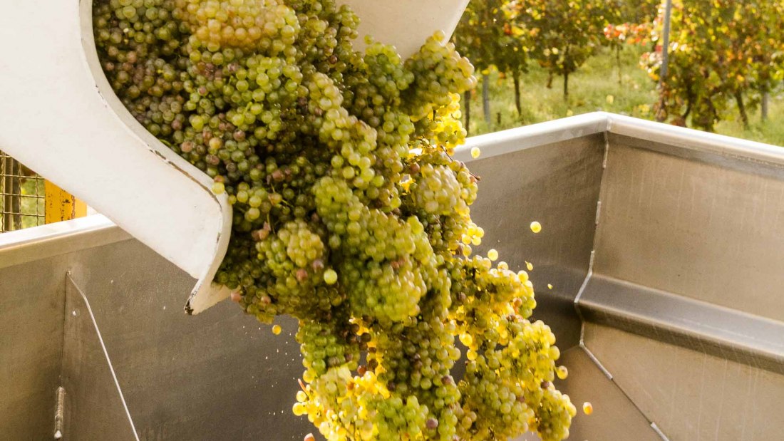 Weingut Freitag_Trauben, © Weingut Freitag Weingut Freitag_Trauben, © Weingut Freitag