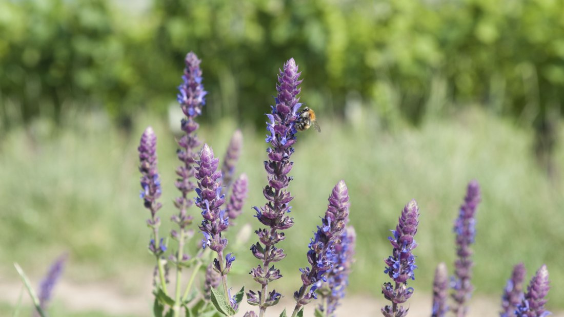 © Weingut Rettig © Weingut Rettig