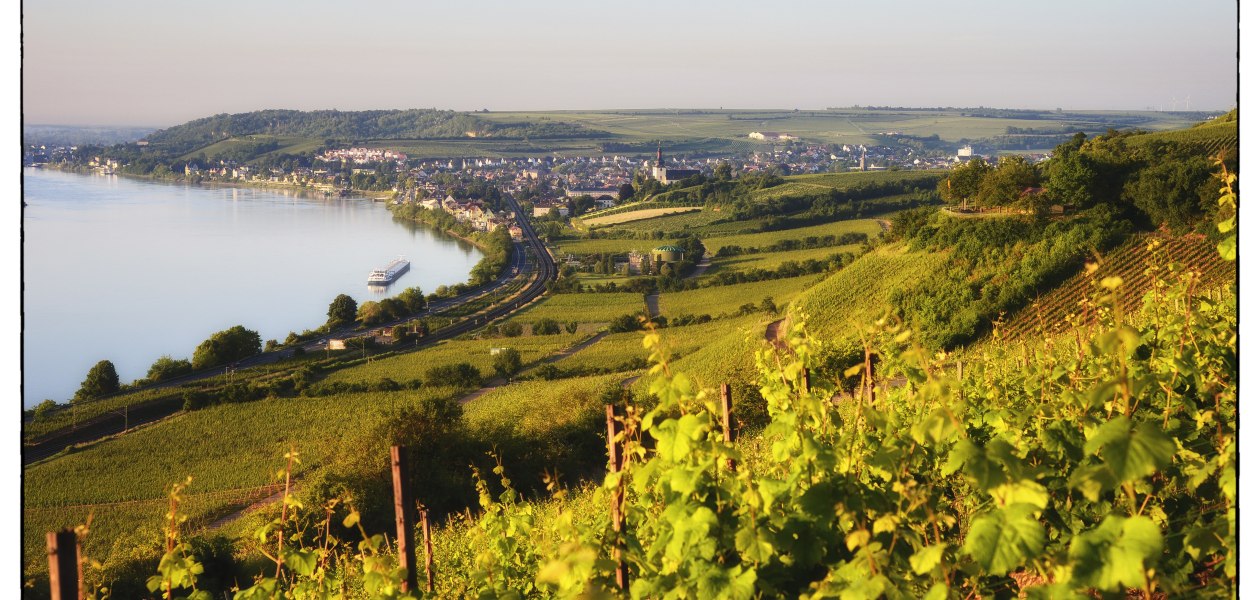 Weingut Wedekind_Panorama Hipping, © Weingut Wedekind Weingut Wedekind_Panorama Hipping, © Weingut Wedekind