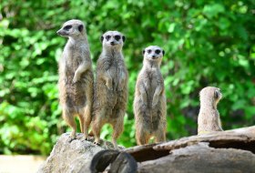 Erdmännchen © Tiergarten Erdmännchen © Tiergarten