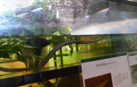 NaturstationWürfelnatter © GuT - Michael Vesper NaturstationWürfelnatter © GuT - Michael Vesper