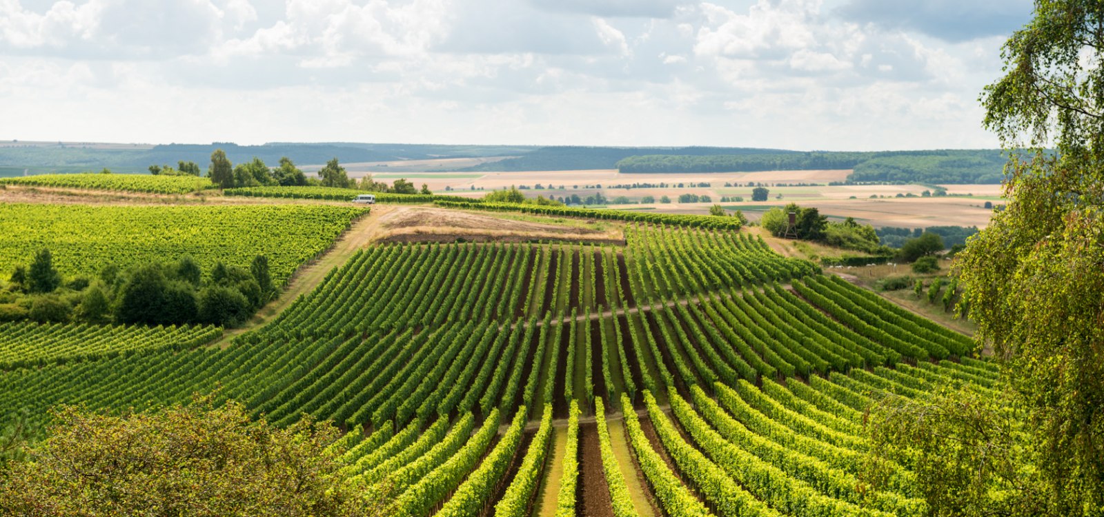 Blick über den Weinhang Hiwweltour Heideblick, © © Dominik Ketz Blick über den Weinhang Hiwweltour Heideblick, © © Dominik Ketz